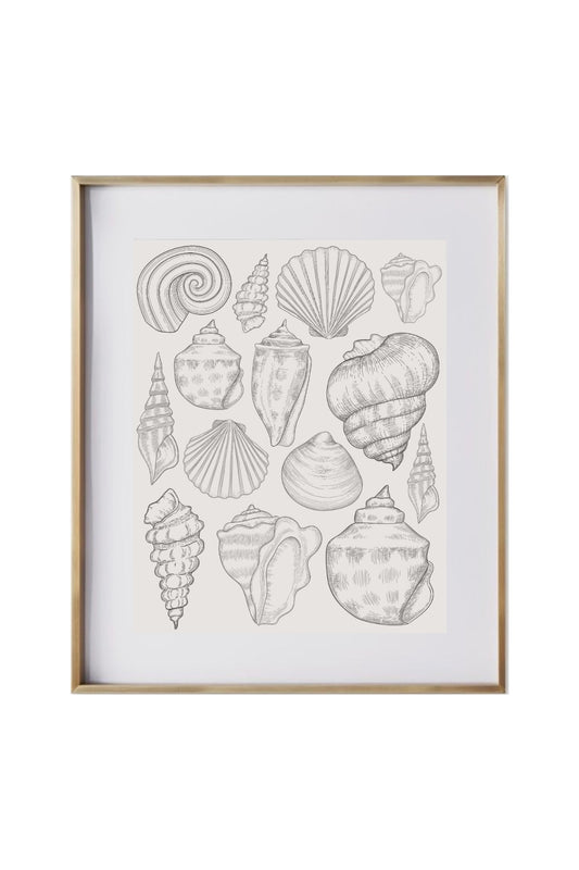 Shell Collection 8x10