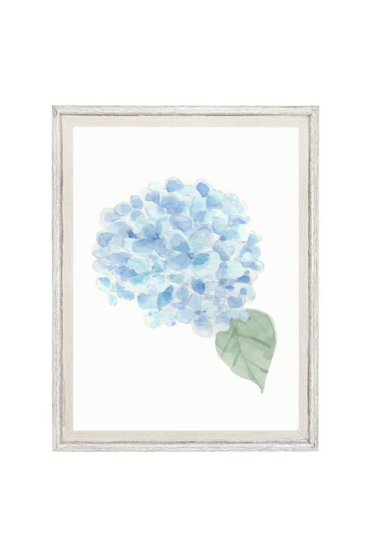 Hydrangea 5x7